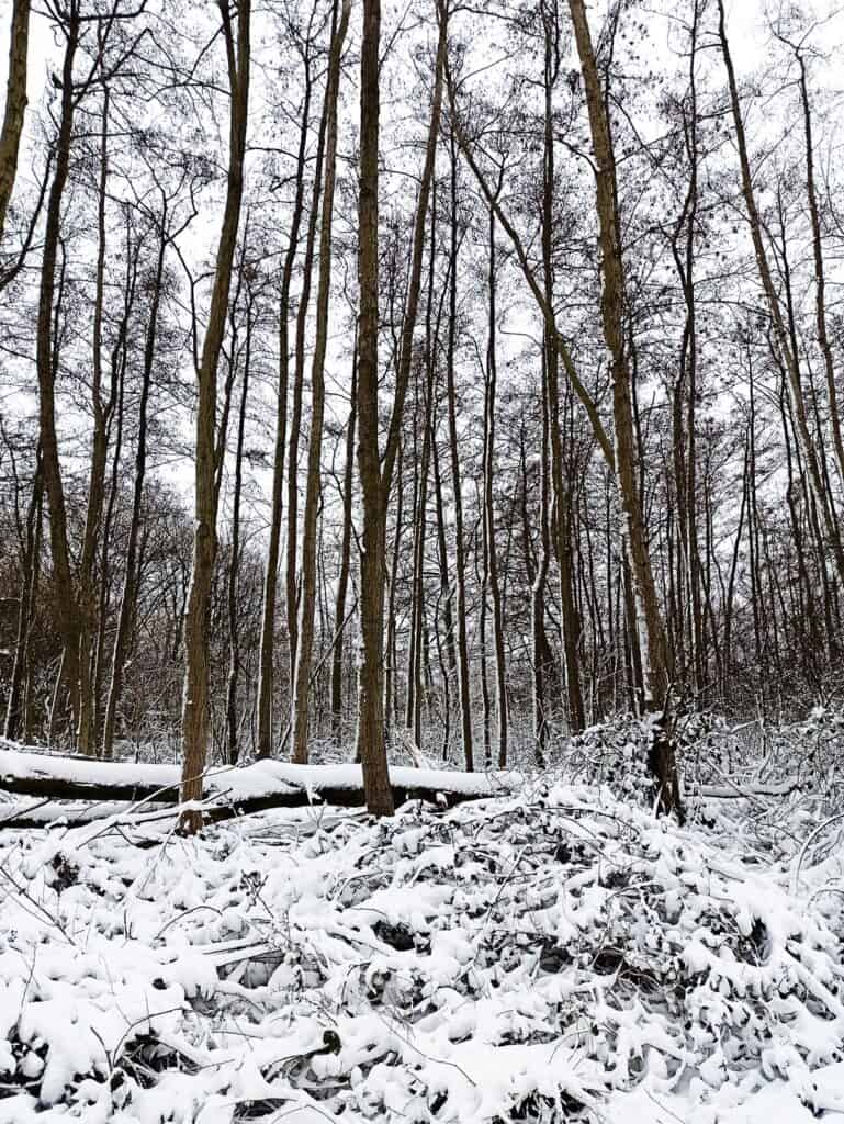 burza śnieżna drzewa w sniegu nl Lifestyle