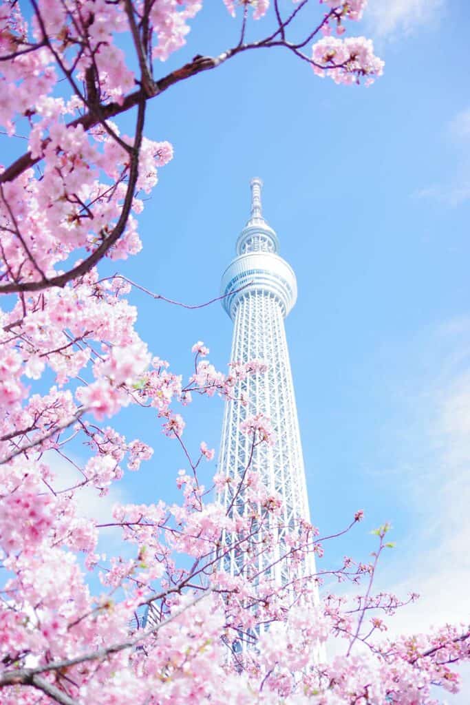 Beauty box blossom sakura Uroda