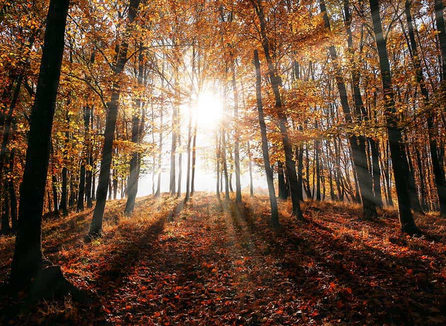 pierwszy dzień jesieni las jesienia blog Lifestyle
