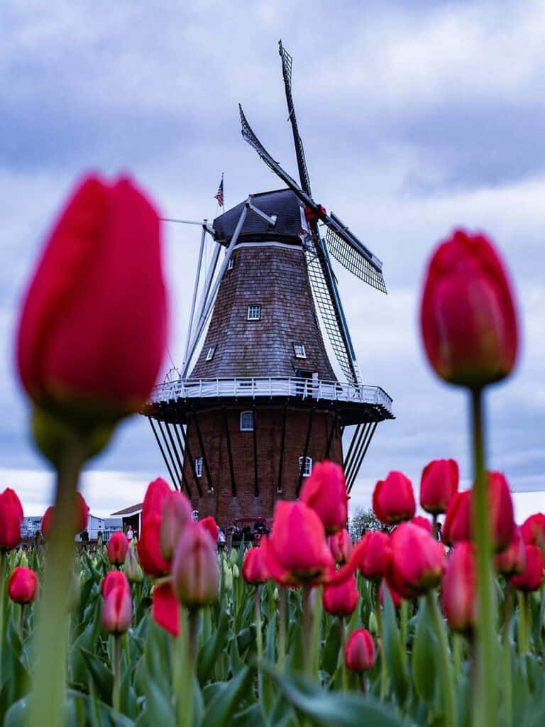 Polska Holandia różnice wiatraki Holandia tulipany Lifestyle