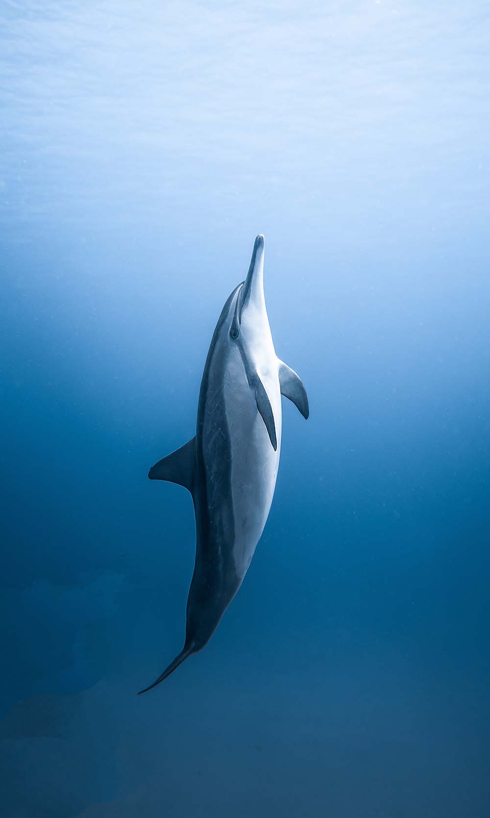 Safari z Zanzibaru zwierzeta na wolnosci delfin Podróże