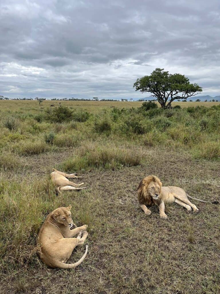 Safari w Parku Narodowym Serengeti jakie zwierzęta w zobaczysz w serengeti Podróże