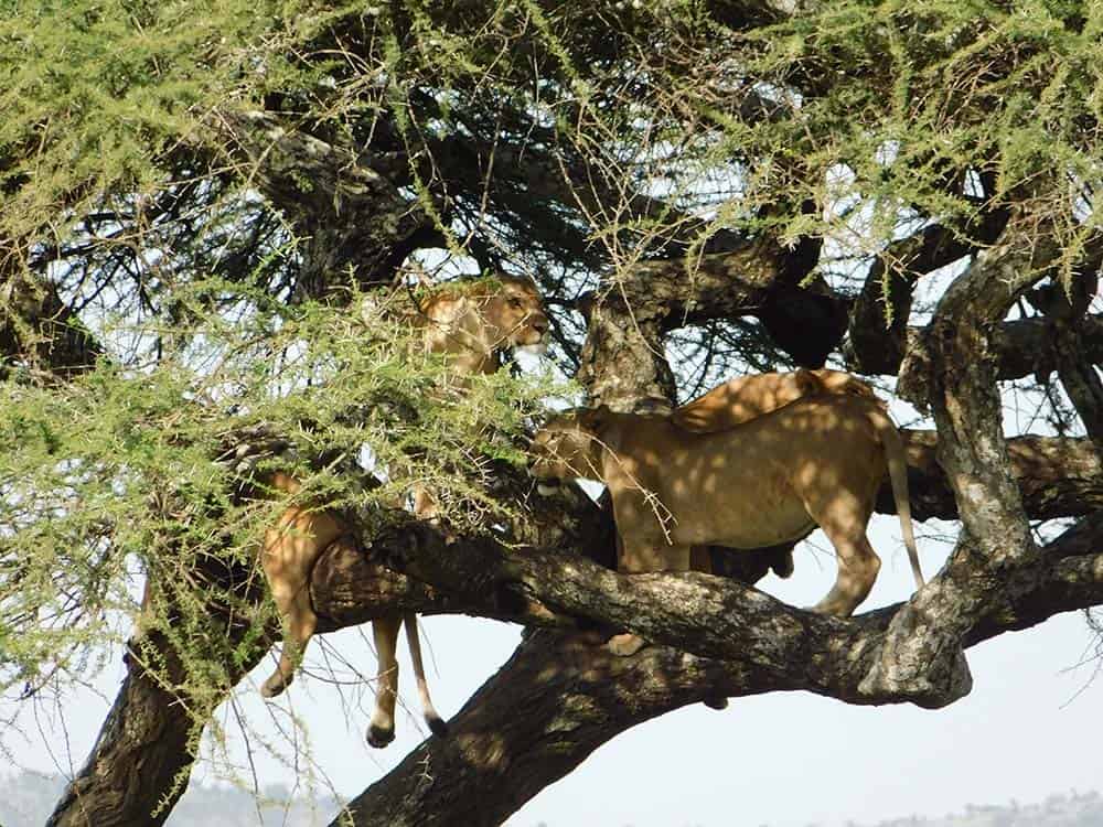 Safari w Parku Narodowym Serengeti lwy na safari blog podróżniczy Podróże