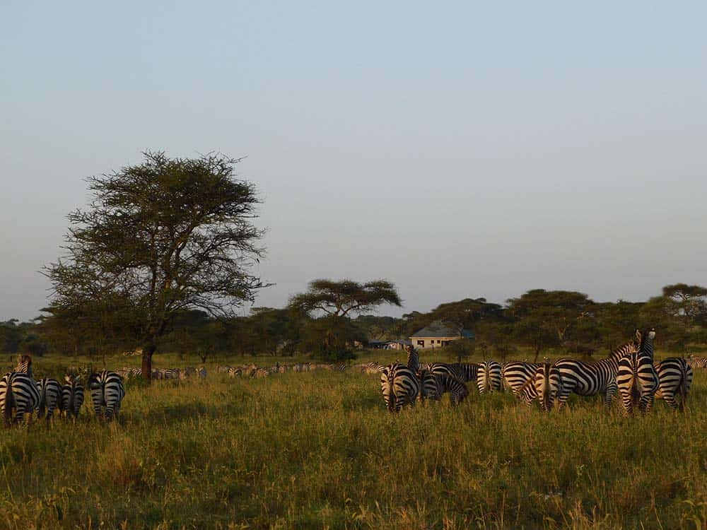 Safari w Parku Narodowym Serengeti wielka migracja zwierząt w serengeti Podróże