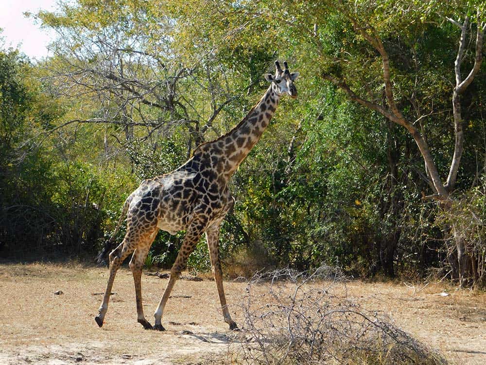 Safari w Parku Narodowym Serengeti zwierzęta na safari Podróże
