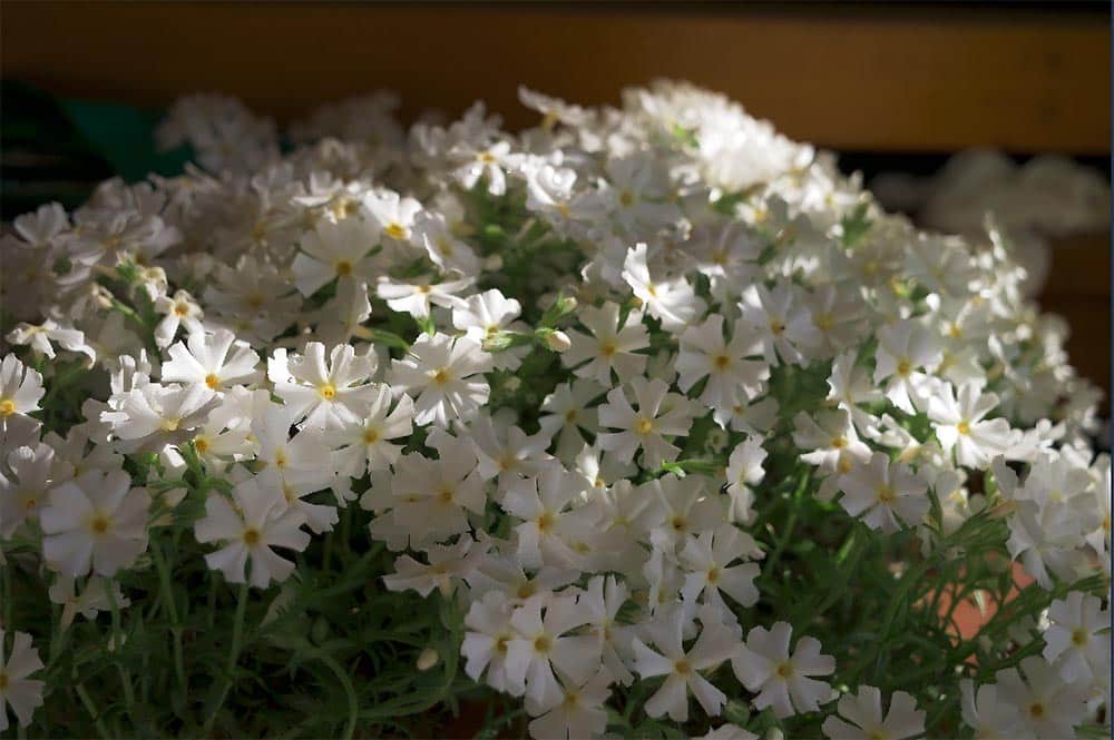 majowka polska tradycja Majówka to stan umysłu... Majowy weekend