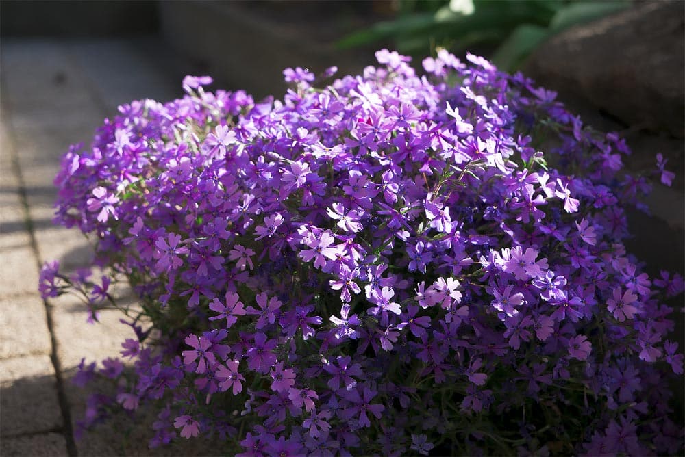 wiosna majowka Majówka to stan umysłu... Wiosna polskie kwiaty i majówka