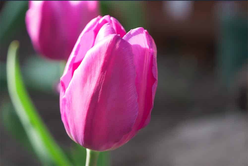 wiosna sezon grillowy Majówka to stan umysłu... Idzie wiosna