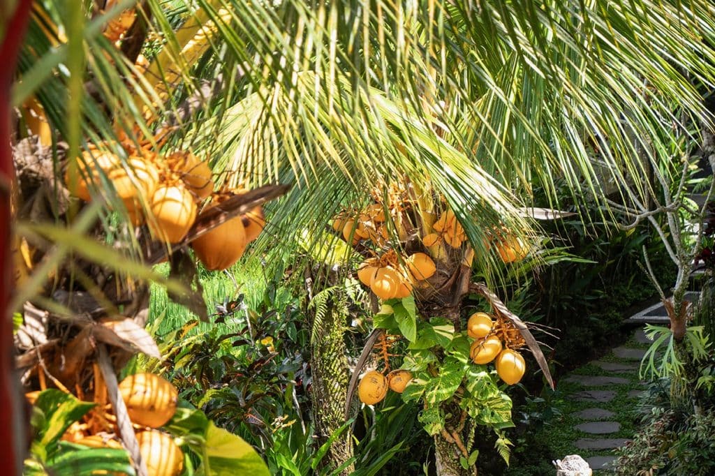 wakacje bali ubud Więźniowie smartfonów. Jak media społecznościowe kradną nam radość z podróżowania Palmy kokosowe Bali w Maju, Więźniowie smartfonów